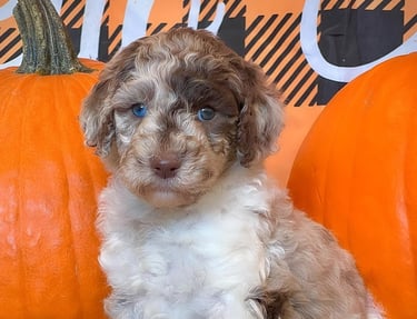 caniche royal pour adoption