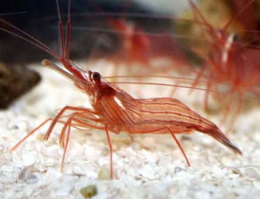 camarao bailarino Lysmata rathbunae
