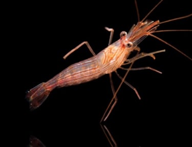 camarao bailarino Lysmata wurdemanni