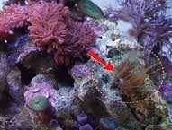 aptasia na rocha aquario marinho