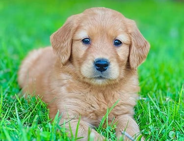 Golden retriever roux, énergique et curieux, jouant dans l'herbe.