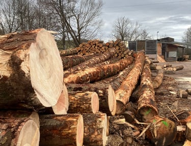 grumes stockées dans une scierie essence de bois Douglas