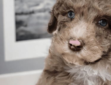 Chiot caniche royal avec un pelage beige, brun et blanc, adorable et curieux.