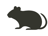 Rodent_24/03/25