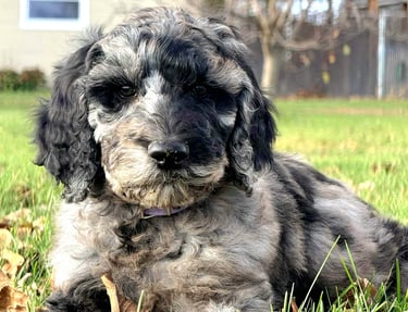 caniche royal brun et blanc chiot