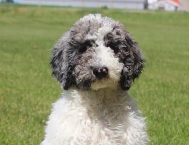 aussie doodle gray and black