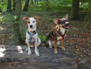 two dogs sitting on a log log in the woods
