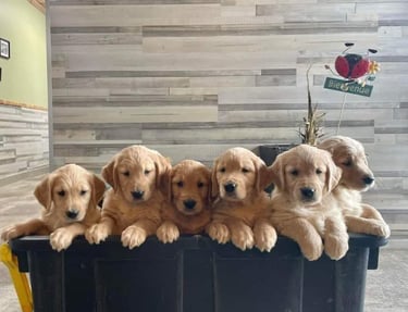 Plusieurs chiots golden retriever réunis dans un bac, regardant vers l'objectif avec des expressions