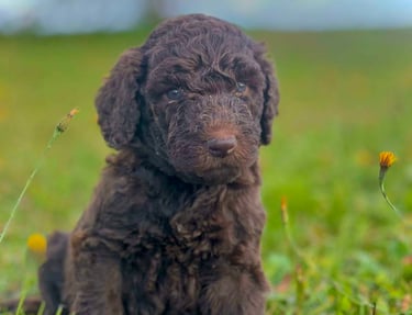 caniche royal brun mignon