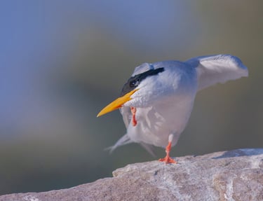 River Tern - Birding Tours in Central India