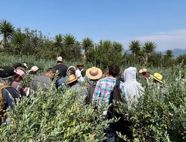 Estudiantes en una plantación de arándanos para un recorrido guiado
