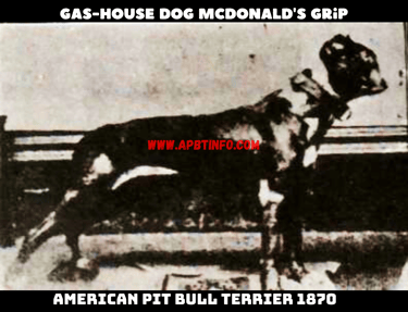 THE gas house dog mcdonalds grip pIT bull dog 1870