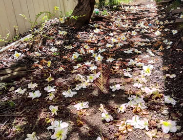Photo of fallen plumeria flowers in Hawaii