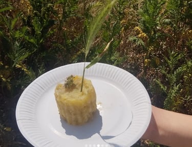 purée pommes de terre récoltées sur place