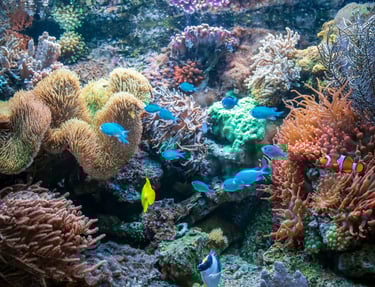 many different types of fish and corals