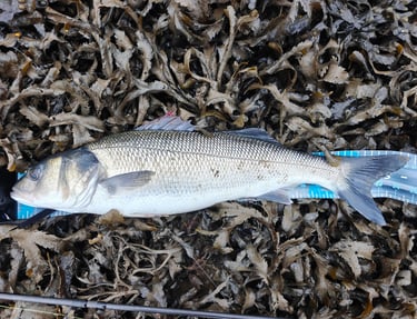 PB 62cm Bass