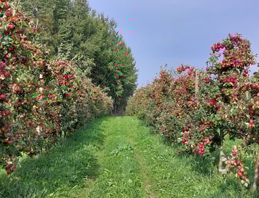 Aianõuniku tüvekes lõikusstiil. Vähe oksi, palju saaki, suured õunad, lihtne korjata, effektiivne kiire hooldus ja korjamine.