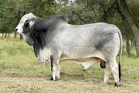 Top Quality Brahman Semen