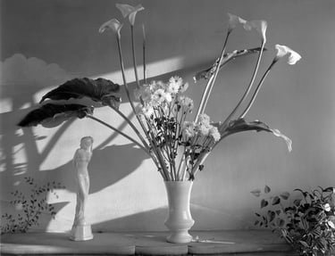 Feuilles d'Arôme et Marguerites Négatif 4x5 Tri_X Diaminophénol