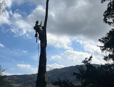 LDT trees surgery