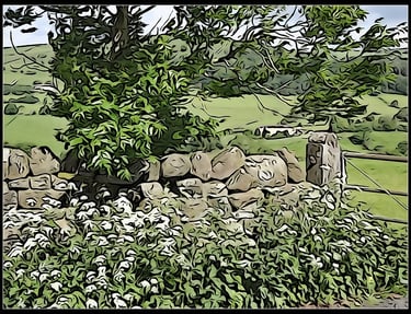 Beautiful Pasture Lane Barrowford to Roughlee