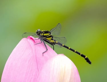 Libellule sur une fleur symbolisant la renaissance et la légèreté après un parcours de soin - Séance Premium