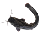 Ikan lele