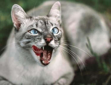 A cat waiting for a pet dentist