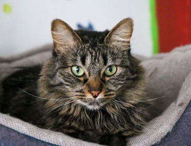 A cat at hospital for pets