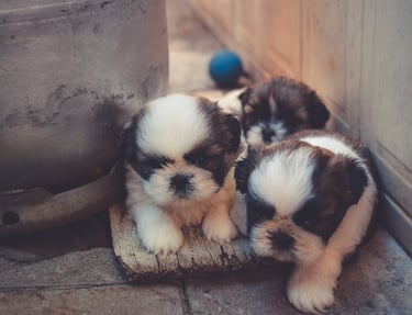Puppies waiting for parvo treatment for dogs