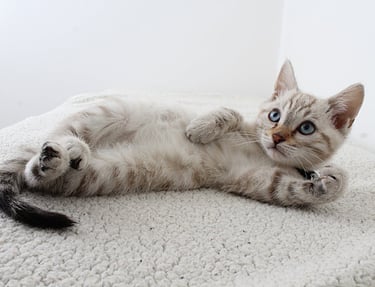 A cat after cat grooming in Dubai