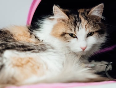 A cat waiting for laboratory services