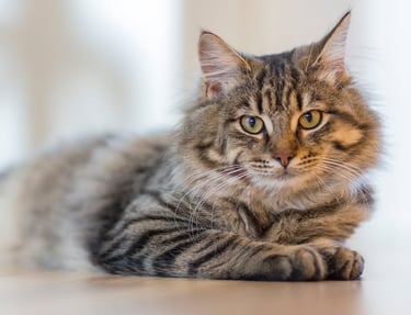 A cat waiting for a pet ultrasound