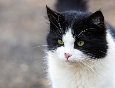 A cat waiting for parvo kittens treatment