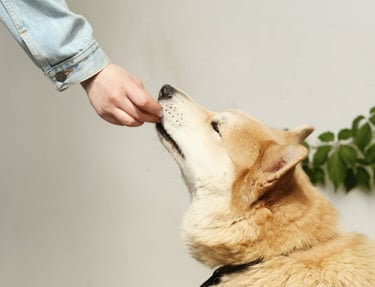 A person feeding a dog before cataract surgery for dogs