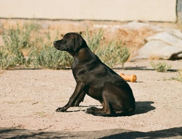 A dog standing outside