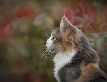 A cat waiting for cat neutering services