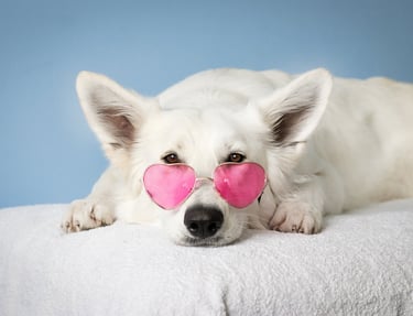 A dog waiting for dog neutering