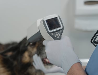 A dog at dog rehabilitation clinic