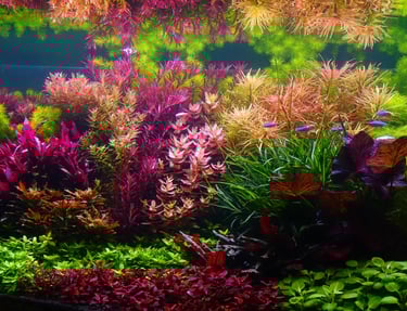 Dutch-style freshwater planted aquarium
