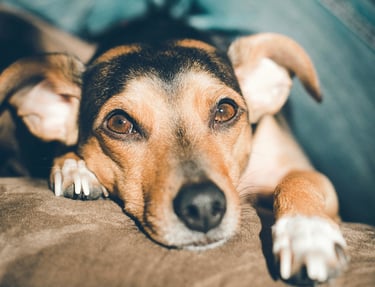 Un chien couché sur le canapé observant le comportementaliste canin