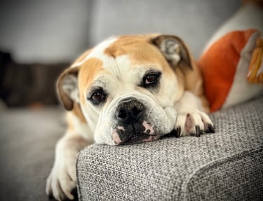 Un bulldog continental couché sur l'accoudoir du canapé totalement détendu.