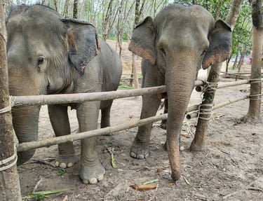 thailand khao lak elephant experience
