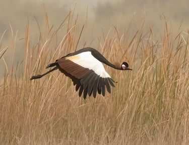 Zwarte kroonkraanvogel in volle vlucht boven een veld met hoog gras.