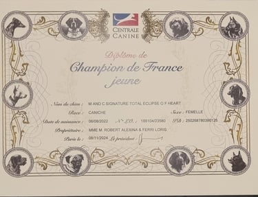 Diplôme champion de France jeune de notre caniche toy