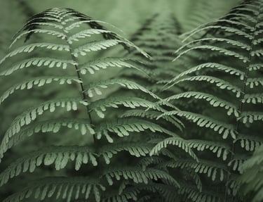 Ferns