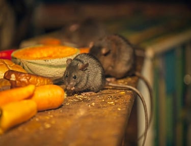 Dégats causés par une invasion de rats dans un restaurant a nice