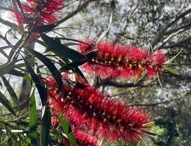 Native Callistemon: Bottle brush tree