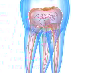 Dente-anatomia-gambara