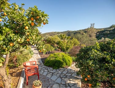 a red chair in a garden withorange trees